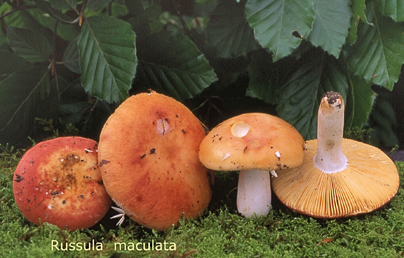 Russula maculata-amf1707.jpg - Russula maculata ; Syn1: Russula pseudoaurata ; Syn2: Russula veternosa var. maculata ; Nom français: Russule maculéee